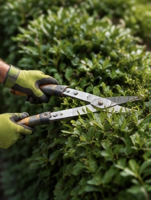 Landscaper trimming hedges at a residential property